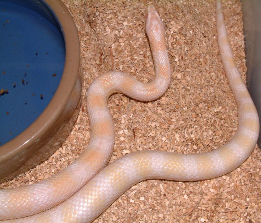 Snowmalehetstripe.jpg